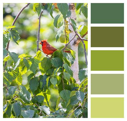 Bird Ornithology Northern Cardinal Image